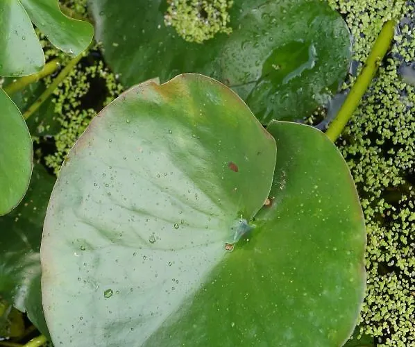 Mit Pool Und In 公寓 威滕